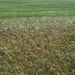 Downy brome