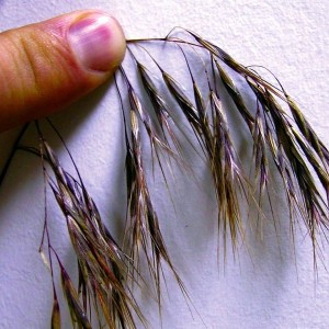 mature downy brome