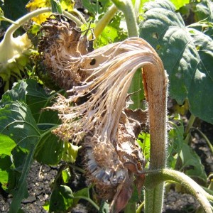 sunflower head rot