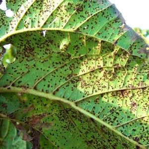 sunflower rust on a leaf