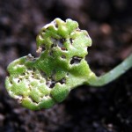 If there's more than 25 per cent feeding damage after the canola crop has been planted for at least three weeks, an insecticide application could be economic.