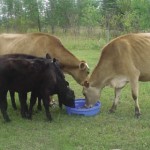 cows eating