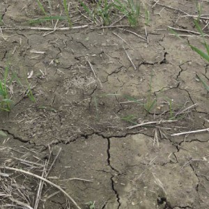 This image shows hot spots (gaps) in the rows and not so hot areas with better-looking plants. 