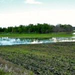 Impact of heavy rains on crops