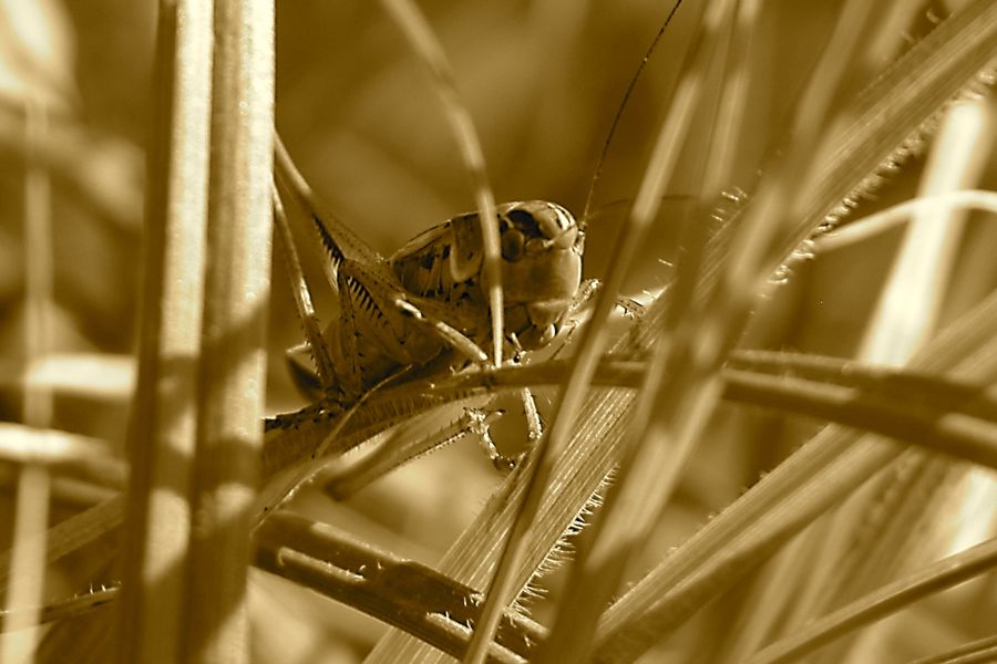 grasshopper on grass