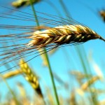 Rye head in field