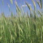 Sometimes, the biggest hurdle to getting winter crops seeded is having the right mindset.