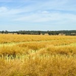swathed canola field