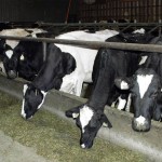 Mineral bioavailability is key