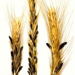 Cereal crops infected with ergot needed for livestock feed project
