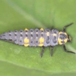 Looks dangerous, but it's the larva of the ladybug, a voracious predator of aphids.