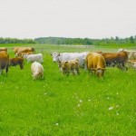 Organic farming strategies useful for controlling parasites