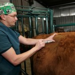 Animal Health: Important tips for selecting the right antibiotic