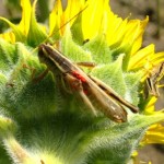 Grasshopper under attack from red mites.
