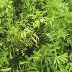 Stemphylium blight.