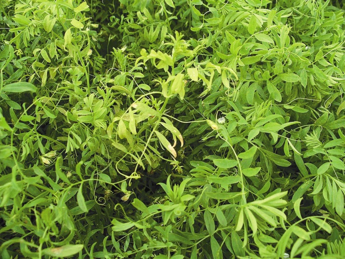 Stemphylium blight.