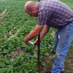 The canola timelapse video project