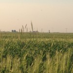 Rye deserves its bad reputation for volunteering, sometimes three or four years after it's grown. One tool to deal with these volunteers is a good sense of humour.
