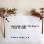 One of the challenges is to identify if the weed growing in your pasture or hayland is poisonous water hemlock (shown here) or harmless water parsnip (shown below). These plates show one difference, in the bracts found below the seed head. If still in doubt, it may be wise to consult a weed or forage specialist.