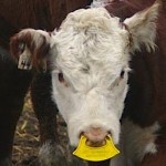 calf with a plastic nose flap device