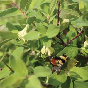 Haskap bushes flower in early May and the blossoms can tolerate up to -7 C without damage.