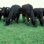 (Photo courtesy ARS/USDA)