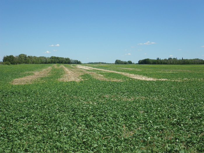 The bronzing within the crop wasn’t occurring just in the low areas, but was happening on slopes and in higher areas of the field as well.