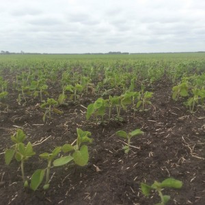 a young soybean crop