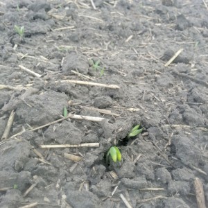 soybean seedlings
