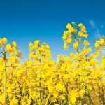 canola flowers in a field