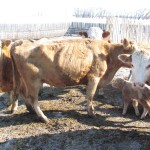 a cow suffering from Johne's disease