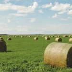 round hay bales in a field