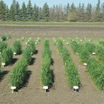 Researchers planted these durum varieties at Indian Head, Sask., in 2014.