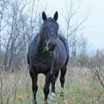 black horse