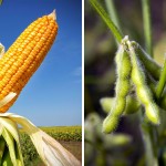 corn cob and soybean pod