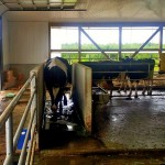 dairy cow walking through a footbath