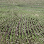 By May 27, there was even germination and emergence.