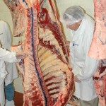 beef carcass on a hook being inspected