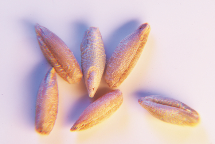six rye seeds