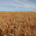 Wheat varieties AAC Brandon: Secan's new AAC Brandon has short strong straw and is moderately resistant to fusarium.
