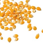 corn seeds