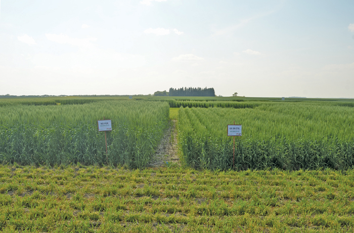 test plots of seeded wheat