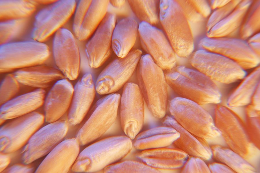 FP Genetics promises profits with certified CWRS seed
