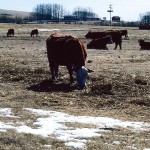 cattle in a field