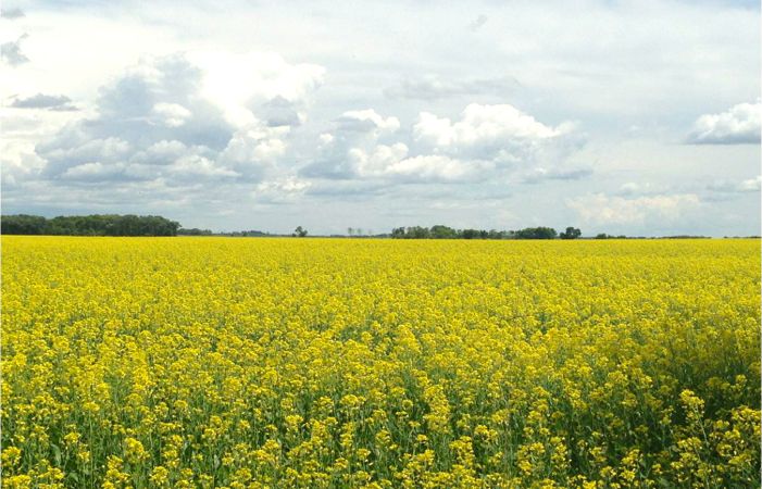 canola field in bloom