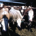 cattle in a U.S. feedlot