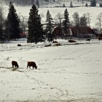 Snow introduces a few seasons