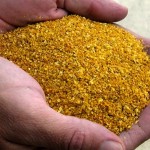 dried distiller grains