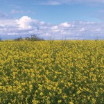 There were giant plants among the canola crop. They were taller, stalkier and generally bigger than the rest of the plants in the fields. These rogue plants started flowering later than the rest of the canola and there were no pods with seeds being formed.