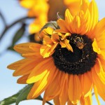 Restrictions on neonicotinoids have come about out of fears that the chemicals are contributing to the collapse of bee populations around the world.